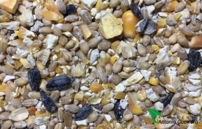 Campero Casqueado.- Almacenes Antonio Guerrero