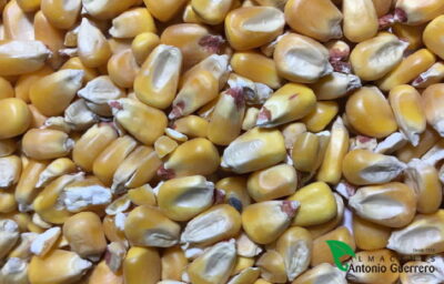 MAIZ EN GRANO