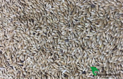 Alpiste Limpio. - Almacenes Antonio Guerrero