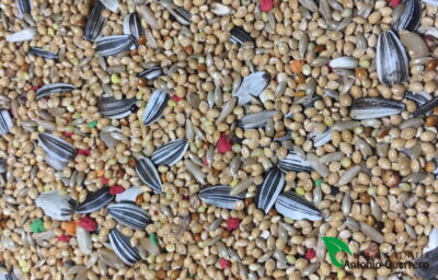 MIXTURA NINFAS Y AGAPORNIS