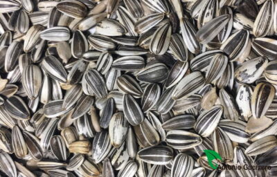 Pipas Iregui. - Almacenes Antonio Guerrero